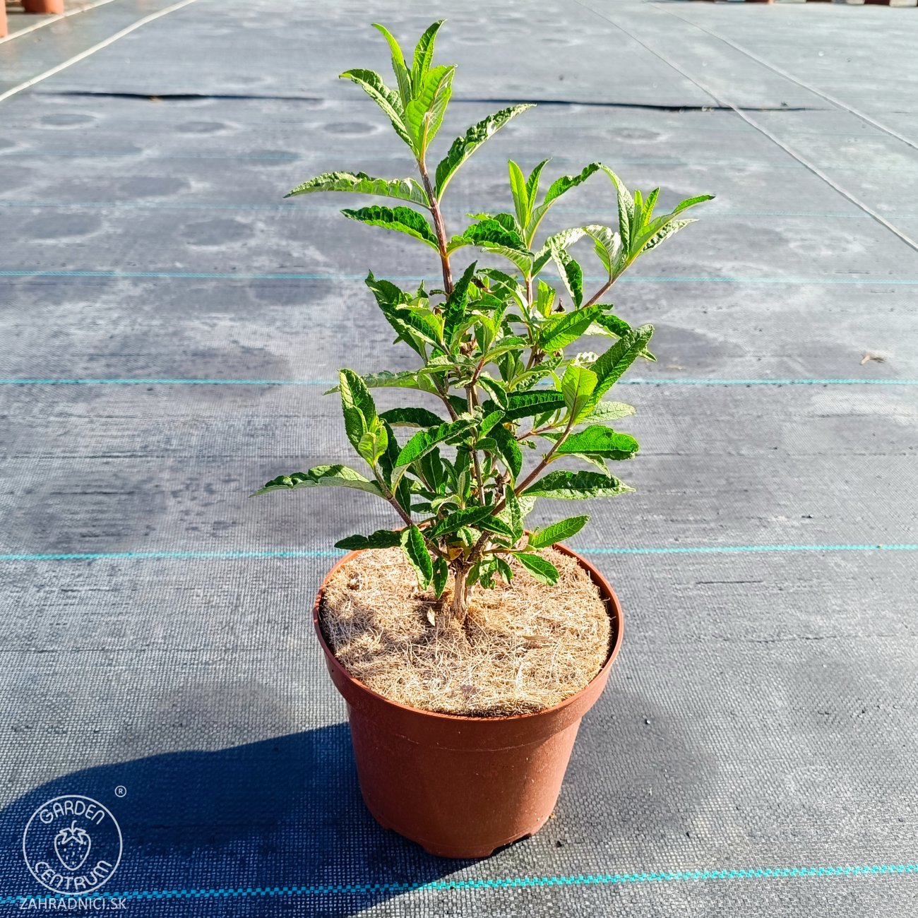 Obrázok Budleja Dávidova (Buddleja Davidii) ´BERRY´S CREAM´ - výška 20-30 cm, kont. C2L